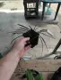 Черен офиопогон (Ophiopogon planiscapus 'Nigrescens'), снимка 4