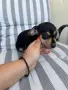 Женско кученце на 2 месеца , снимка 1