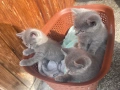 Продавам късокосместа британка, снимка 5