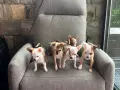 Мини Чихуахуа специален косъм , снимка 5