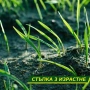 Подложка с тревни семена, биоразградима, подрязваща се, наторена, снимка 5