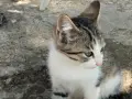 Котета подарявам!!!, снимка 4