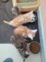 Котенца Мейн Куун , снимка 1