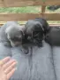 Кане корсо бебета , снимка 5