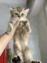 британски котенца, снимка 10