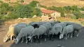Продавам стадо от 240 овце - млади, здрави и добре гледани, снимка 9