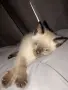 Малко Сиамско Коте, снимка 2