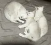 Британско късокосместо коте, снимка 5