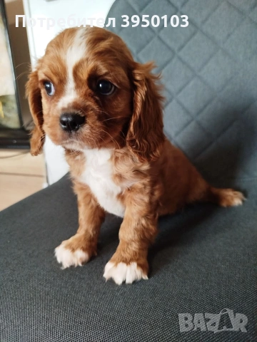 Кавалер Кинг Чарлз шпаньол, снимка 7 - Кавалер кинг чарлз шпаньол - 54088586