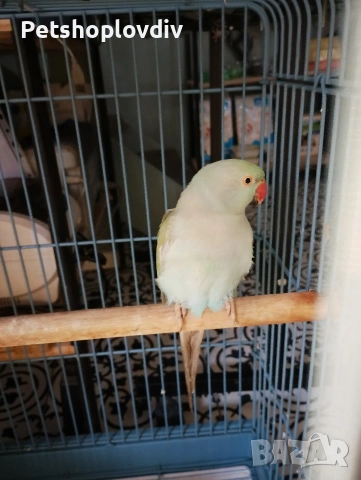 Лично предаване (или посочете град, ако е възможно)., снимка 2 - Папагали - 54099812