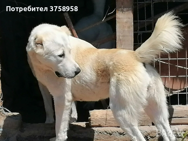 продавам женски алабаи , снимка 3 - Алабай - 54439038