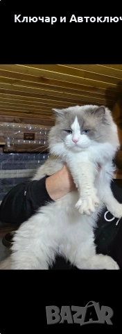 Регдол чистокръвни котета / Ragdoll, снимка 11 - Други - 55252802