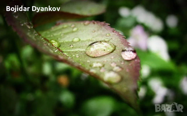 Canon Powershot SX100 IS - 10x ZOOM УНИКАЛНИ СНИМКИ Дигитален Фотоапарат КАТО НОВ, снимка 12 - Фотоапарати - 55179254