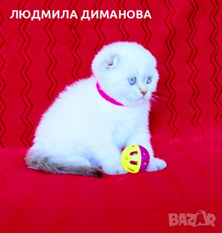 Шотландско мъжко Скоттиш Фолд. , снимка 5 - Британска късокосместа - 54526747