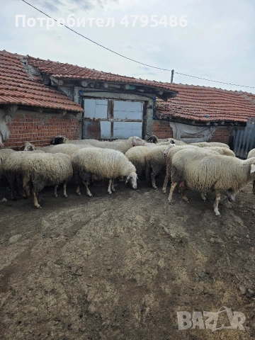 Продавам 25 броя овце , снимка 2 - Овце - 54483845