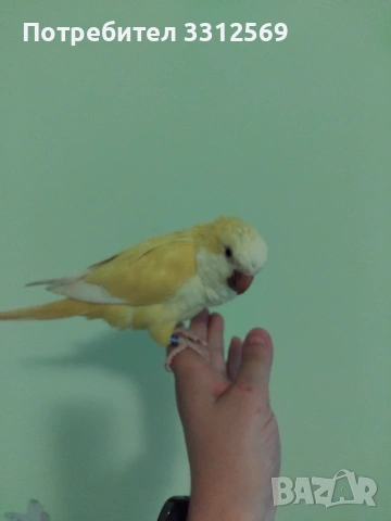 Монахче