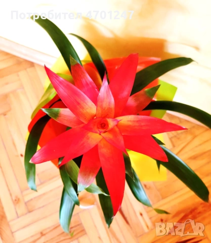 Декоративно цвете Гузмания