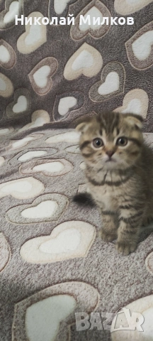 Британски котета , снимка 8 - Британска късокосместа - 54335462