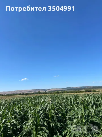 Сладка царевица Месинджър 