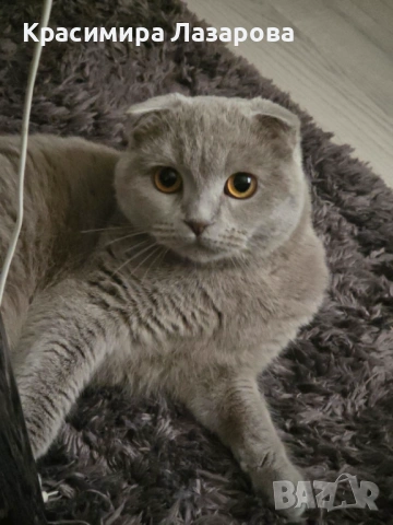 Шотландска клепоуха котка за разплод