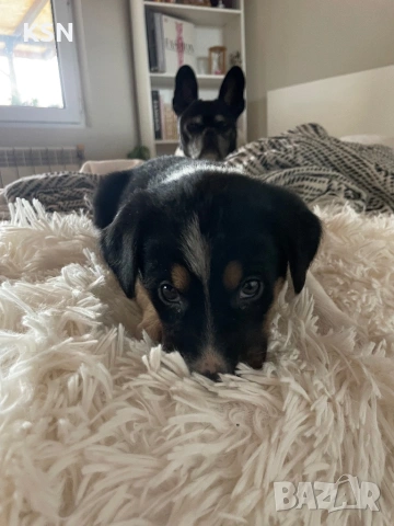 Кученце , снимка 5 - Други - 54062932