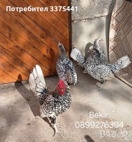 яйца за разплод от сребърен Зибрайт 