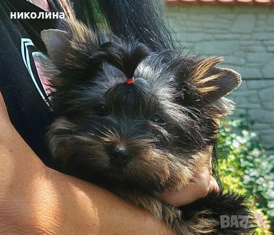 продавам йоркширски териер , снимка 12 - Йоркширски териер - 54892523