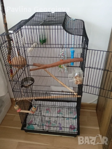 Продавам малък Александър с клетката цена 180евро, снимка 2 - Папагали - 54080292