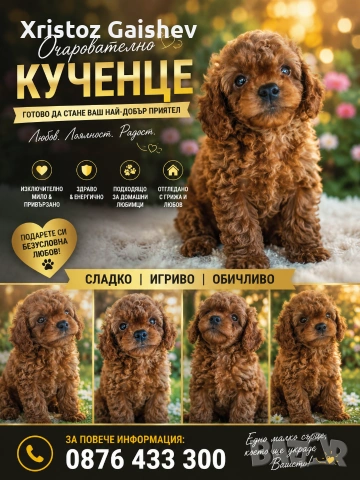 Продавам Той пудел 