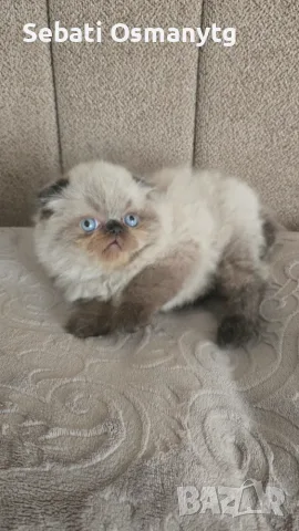 Сладки пухкави котенца, снимка 2 - Чинчили - 54754063