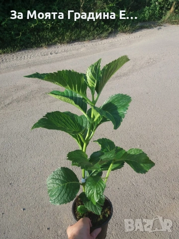 Хортензия макрофила, снимка 9 - Градински цветя и растения - 54032654