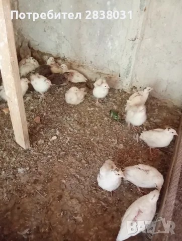 Папагали канарчета пътпъдъци, снимка 6 - Папагали - 55622108