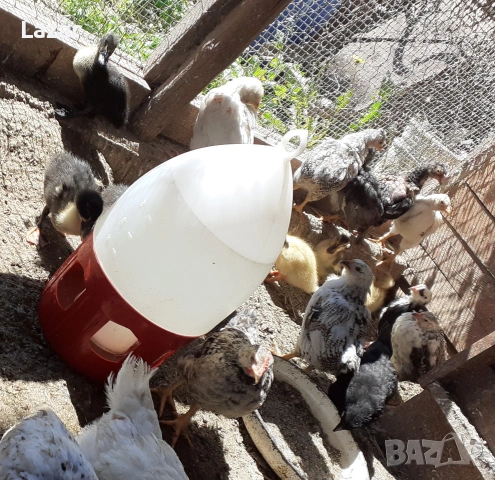 Продавам домашно люпени пиленца, снимка 2 - други­ - 54076730