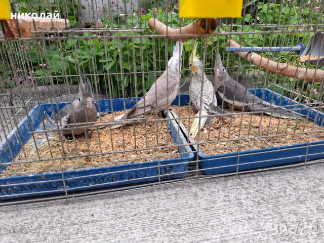 Продавам млади корели , снимка 2 - Папагали - 54600178