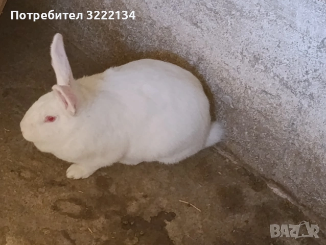Зайкини цика.майки готови за заплождане., снимка 2 - Други - 54394664
