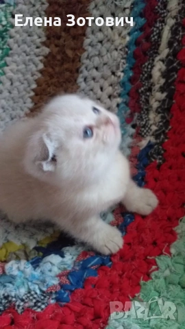 Шотландски котенца , снимка 6 - Други - 54288216
