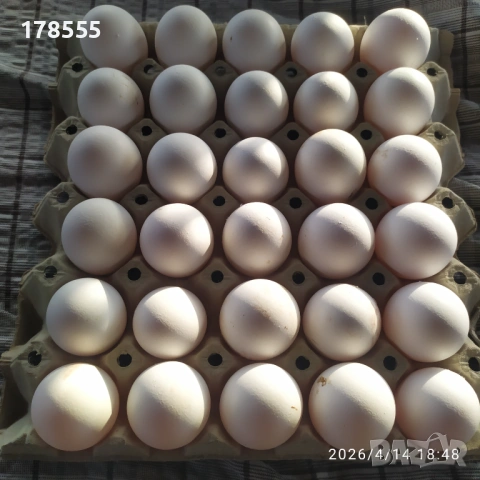 Разплодни яйца Бял Легхорн!!