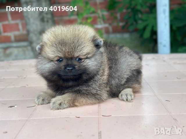 Мини Померанчета , снимка 2 - Померан - 54962552