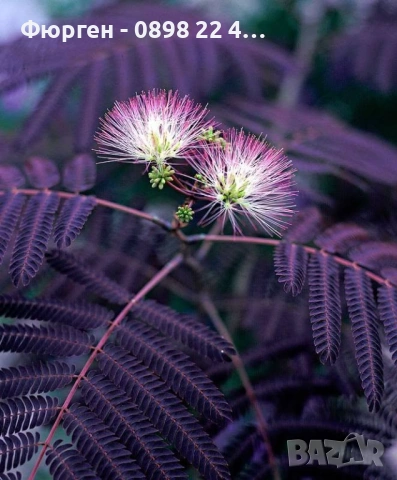 Албиция „Летен шоколад“ (Albizia julibrissin ‘Summer Chocolate’), снимка 3 - Разсади - 54934042