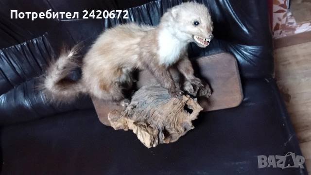 препарирана  бялка, снимка 7 - Други ценни предмети - 52966252