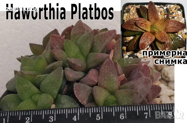 Хавортия (Haworthia Platbos), сукулентно растение