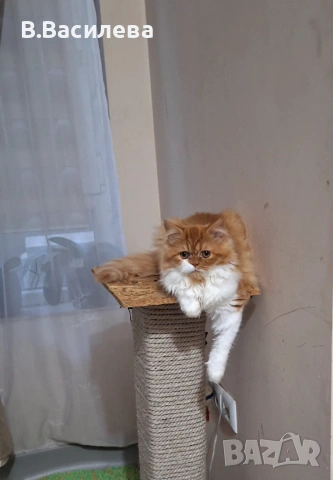 Персийски котета