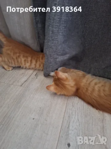 Малко пухкаво коте, снимка 2 - Други - 55435306
