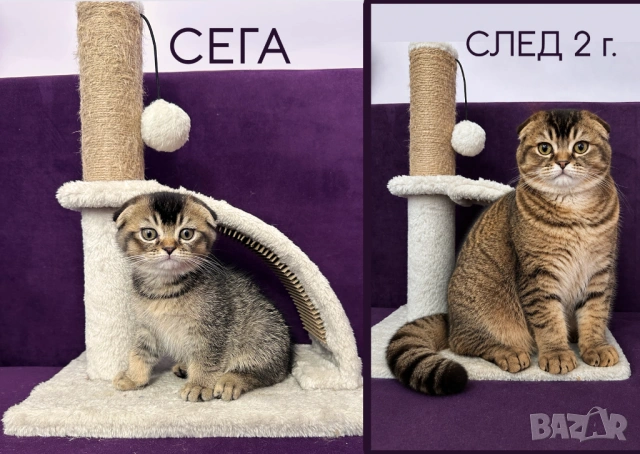 🐾 Шотландски клепоухи (Scottish Fold) и правоухи (Scottish Straight) котенца, снимка 3 - Британска късокосместа - 54681387