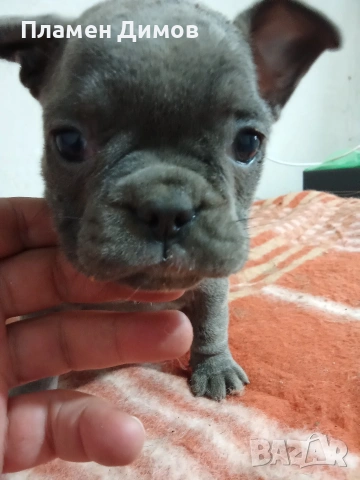 френски булдог 4 момчета и 2 момичета , снимка 6 - Френски булдог - 54026317