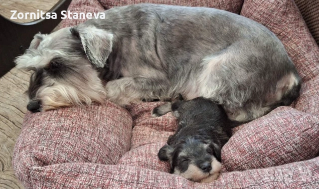 Мини (цверг) шнауцери, снимка 13 - Други - 54016098