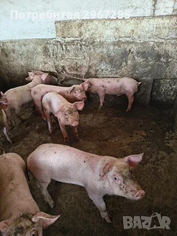 Продавам малки прасенца, снимка 3 - Прасета - 55359466