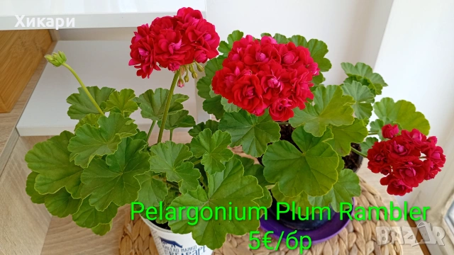 Сортово мушкато Pelargonium Plum Rambler / Зонално мушкато 