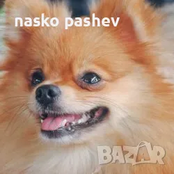 Продавам пумерански шпиц , снимка 6 - Померан - 55402344