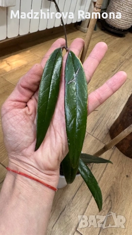 Hoya Хоя Sulawesiana albomarginata , снимка 3 - Стайни растения - 54296650